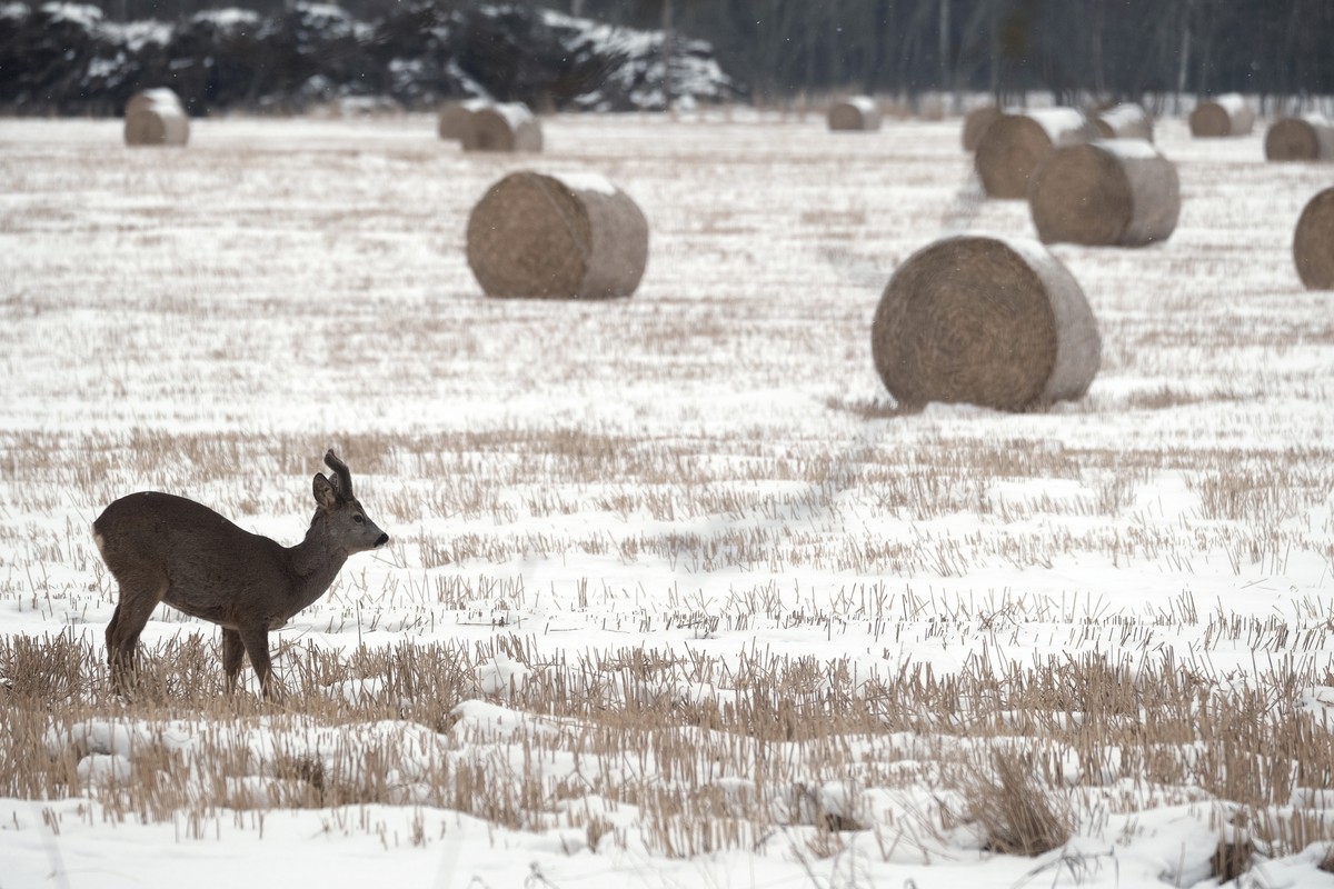 epa12745511 A European roe deer searches for food in a snow-covered field near a country house in Dunte, Latvia, 16 February 2026. The cold weather will continue in Latvia this week, with severe frost ...