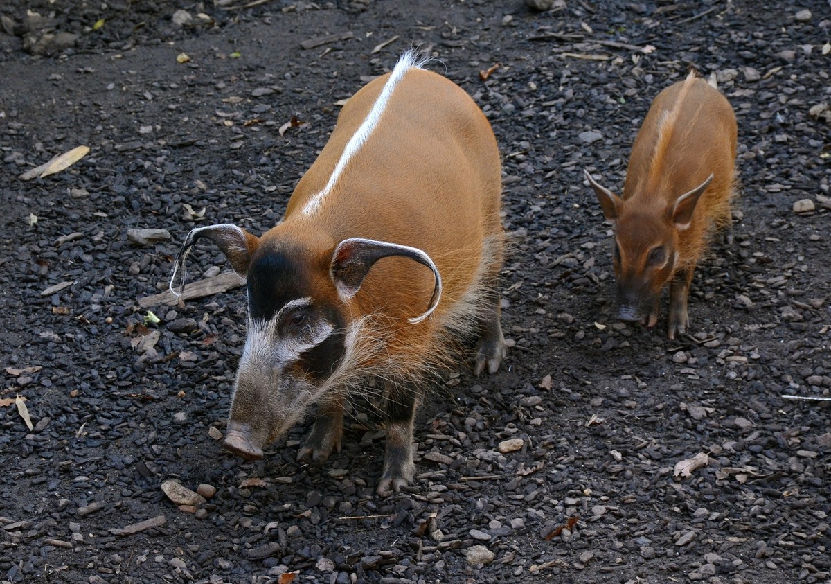 cute news titer pinselohrschwein