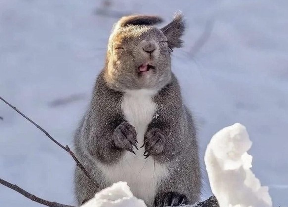 Squirrel https://i.imgur.com/2lHG7mm.jpeg