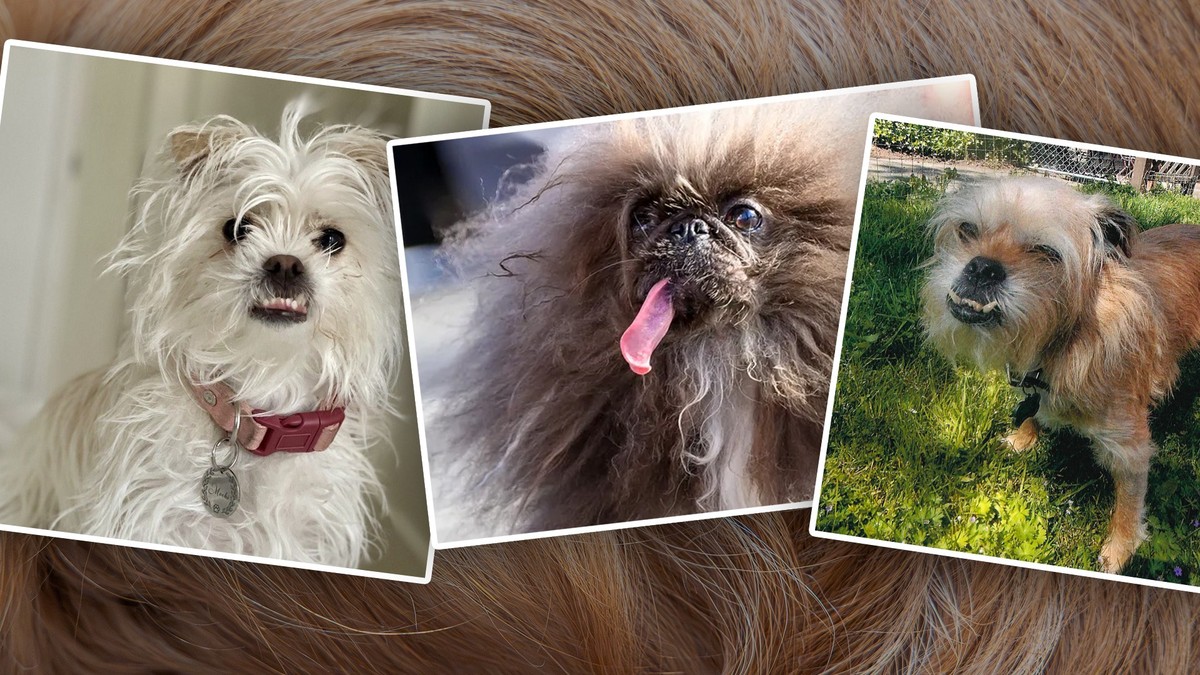 Le chien le plus moche du monde, c'est lui