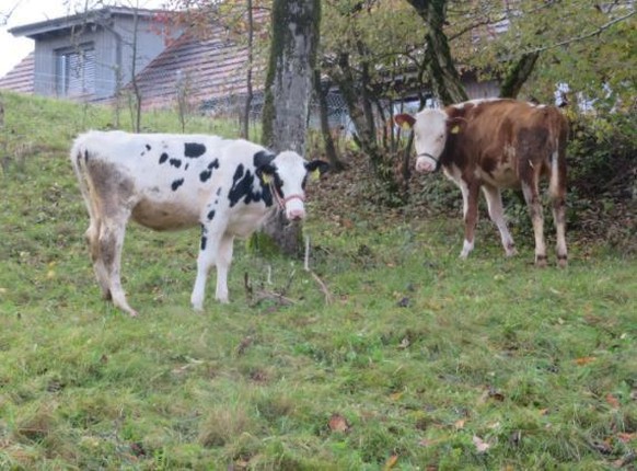 In Berikon schwelte ein Streit um die Kuhglocken im Oberdorf.