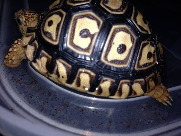 cute news tier schildkröte

https://www.facebook.com/pages/Johnnylittlejohn/