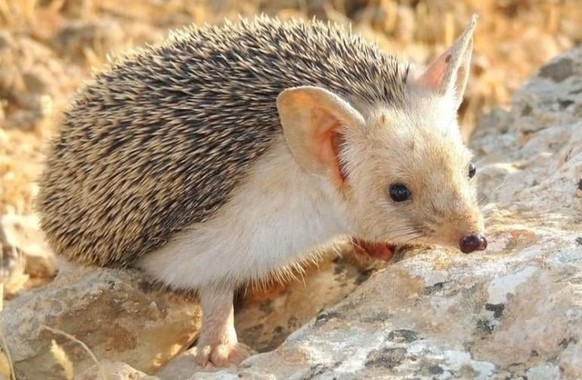 Langohrigel

https://www.reddit.com/r/AIDKE/comments/1uvmn9m/longeared_hedgehog_hemiechinus_auritus/