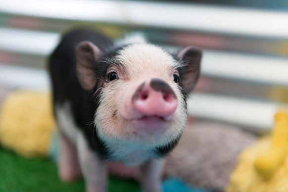 cute news tier schwein

https://imgur.com/t/aww/ZwUPQgP