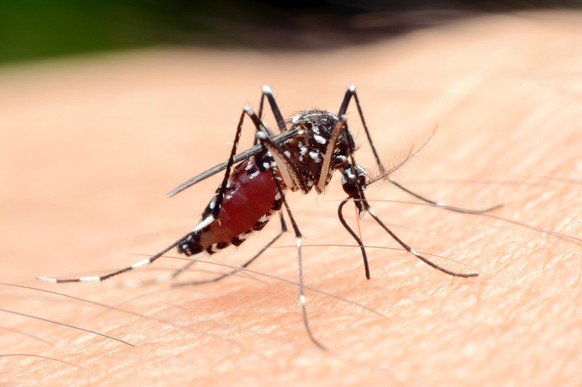 Eine Anopheles-Steckmücke. Moskito, Malaria