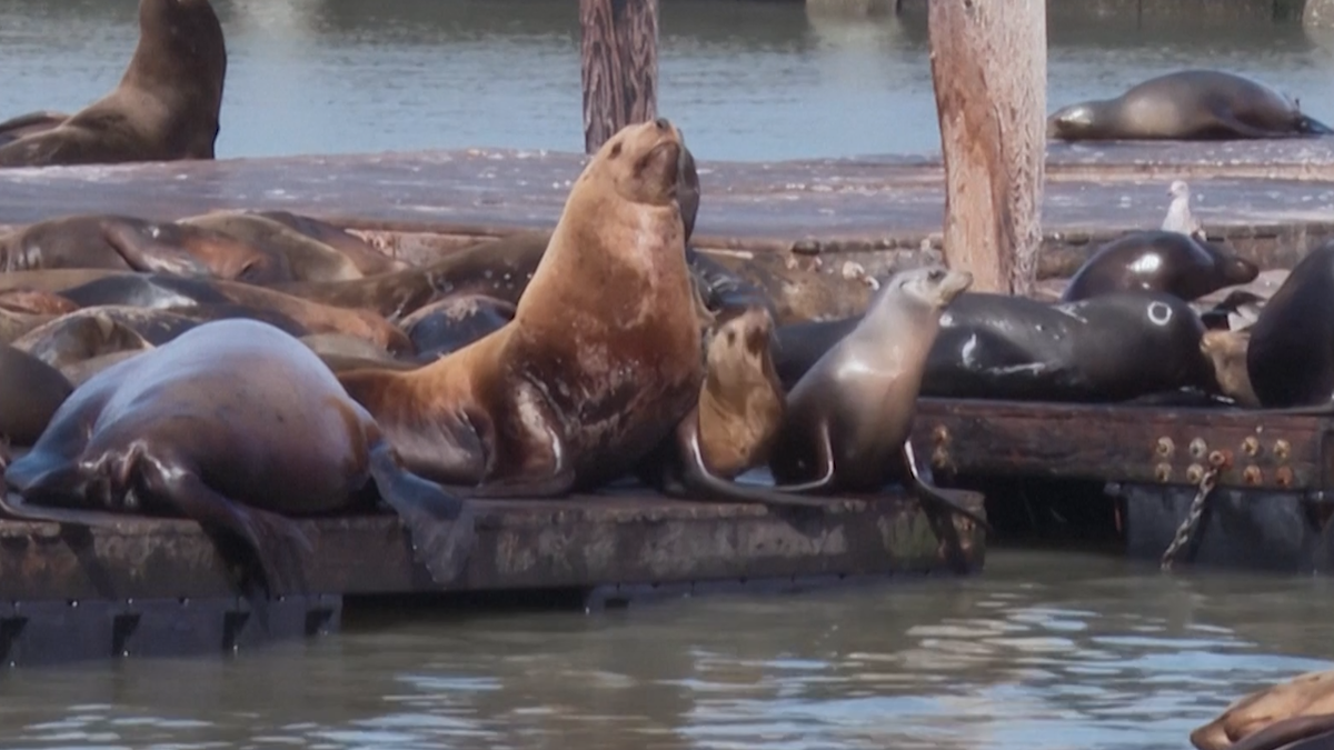 900-Kilogramm-Seelöwe «Chonkers» wird in San Francisco zum Star