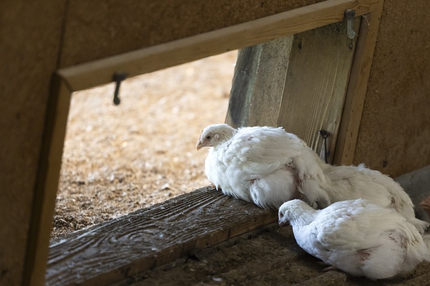 Schweizer Masthuehner fuer die Optigal-Produktion der Migros in einem Mastbetrieb in Hoechstetten, am Donnerstag, 3. September 2026. Die Migros entwickelt ihre wichtigste und groesste Gefluegel-Eigenm ...