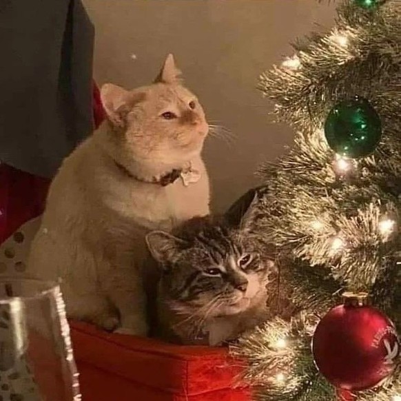 cute news tier katzen schauen den weihnachtsbaum an

https://www.instagram.com/p/C0MhmtgMbld/?img_index=0