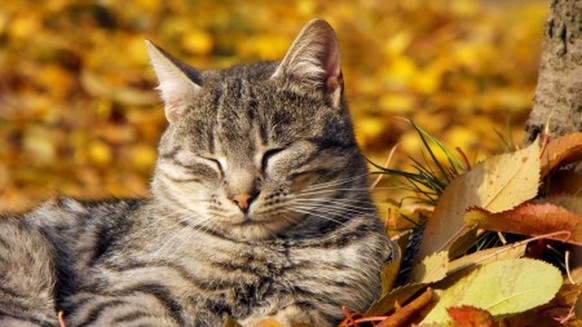 Schöne Katzen im Herbst mit viel Laub