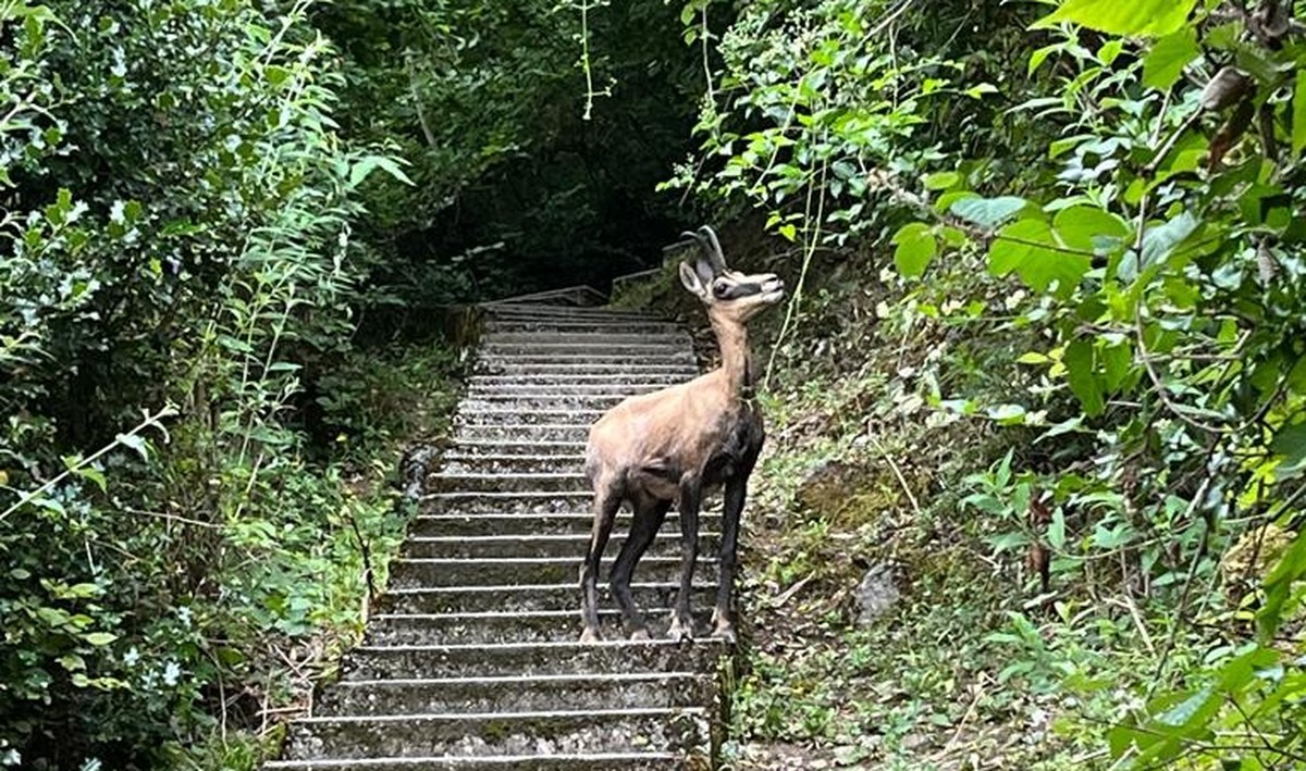 Sentier du Télégraphe montreux glion rauszeit schweiz wandern treppenwandern treppen