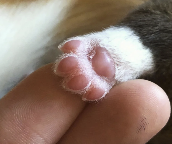 Cute News: Welpen Pfote