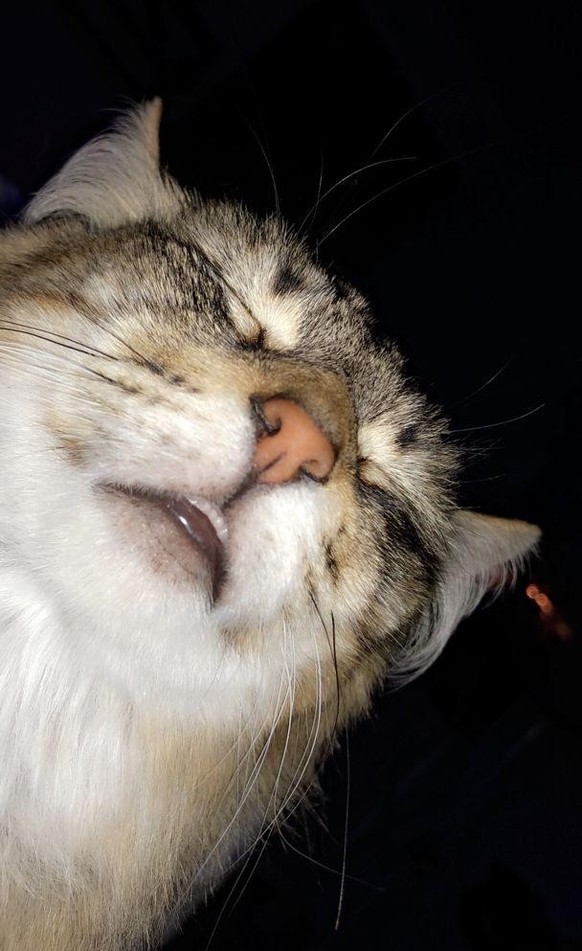 cute news tier katze

https://www.reddit.com/r/CatsBeingCats/comments/1dypa04/when_you_turn_on_your_phone_in_the_middle_of_the/
