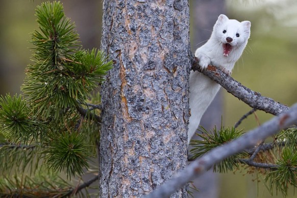 Hermelin auf einem Baum.