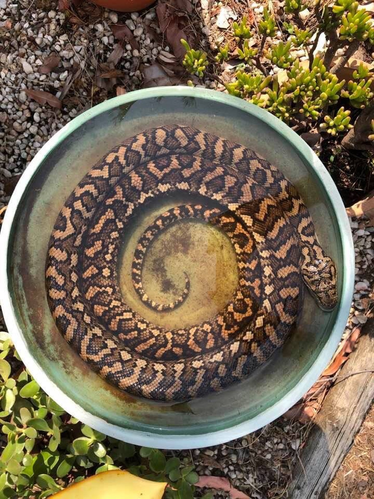 creepy nature

https://www.reddit.com/r/australia/comments/e9fndv/35_degrees_before_9am_and_i_was_wandering_why_the/