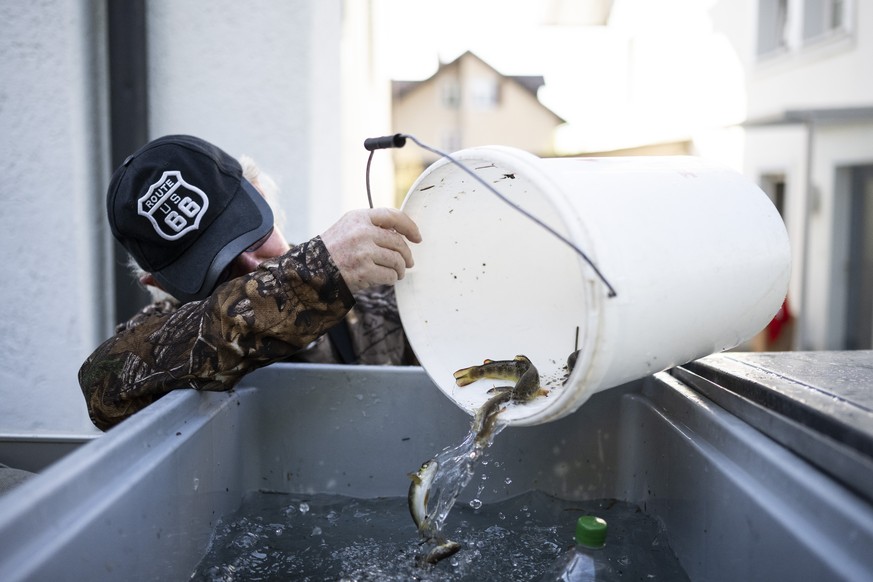 Fischereiaufseher Werner fischt die Bachforellen aus dem Heischer Dorfbach in Hausen am Albis, aufgenommen am Donnerstag, 11. August 2022. Wegen des tiefen Pegelstandes der Gewaesser und anhaltender T ...