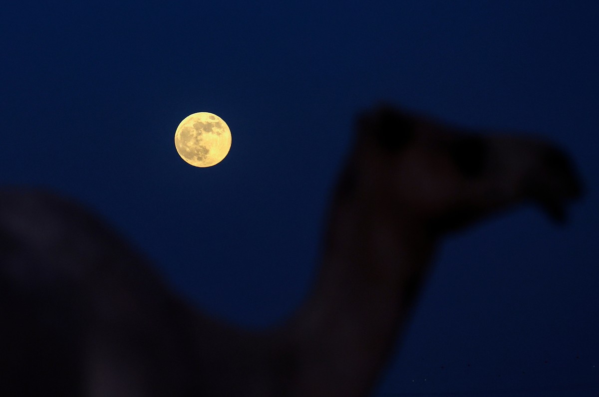 epaselect epa11664999 A camel walks in the desert while the full moon called supermoon rises over the desert outside the Gulf emirate of Dubai, United Arab Emirates, 17 October 2024. The next supermoo ...