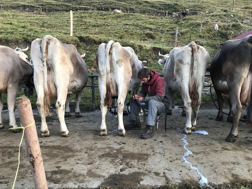 Dani am Melken: Zu Beginn des Sommers wurden 60 Kühe täglich zweimal gemolken, jetzt sind es noch 30.