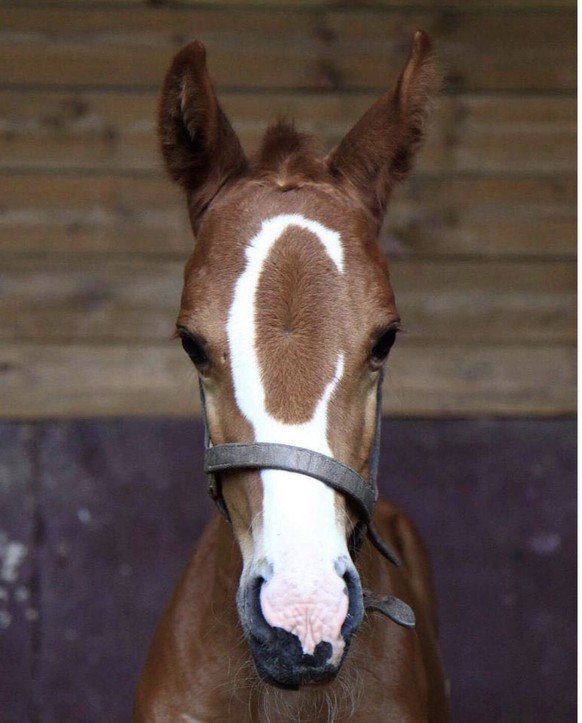 cute news tier pferd

https://ch.pinterest.com/pin/120049146304295507/