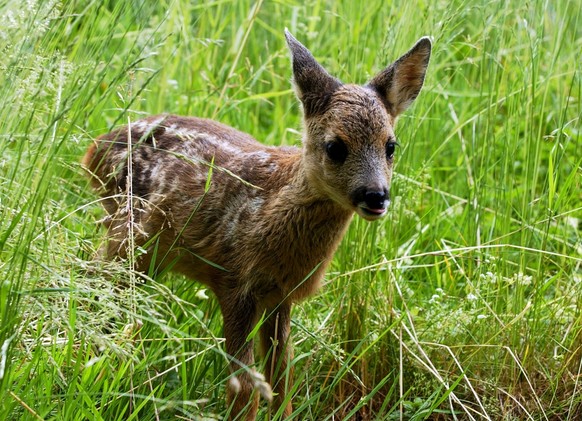 Ein Rehkitz, als Findelkind in den Tierpark gekommen, spaziert am Diernstag, 15. Juni 2004 durchs Gras im Tierpark Goldau. (KEYSTONE/ Sigi Tischler)