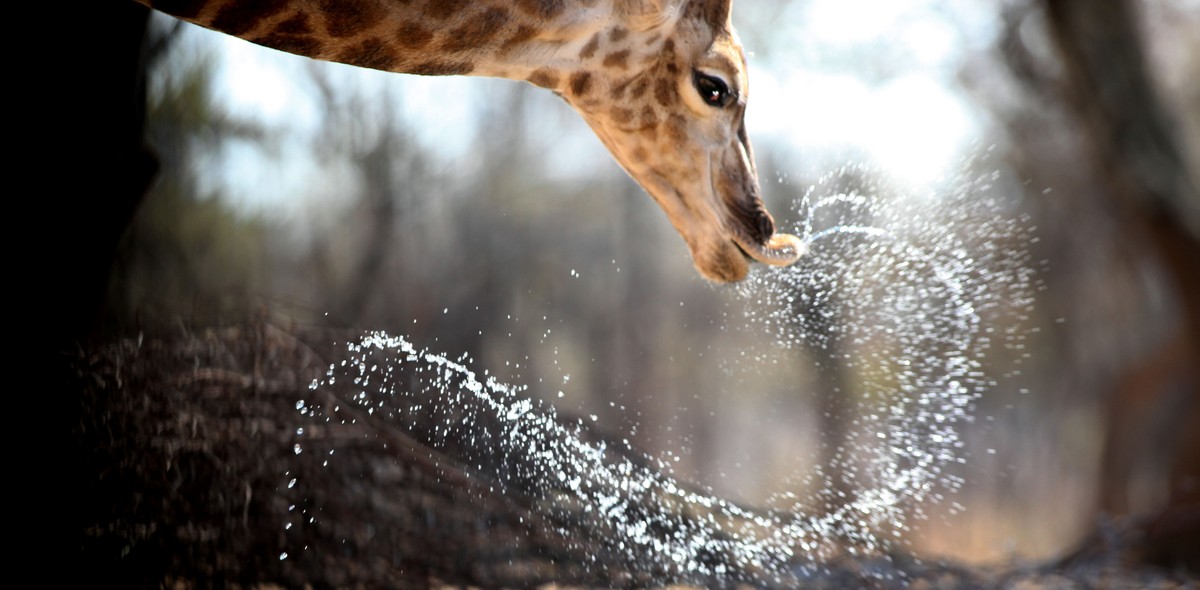 ARCHIV --- ZUR MELDUNG, DASS DIE GIRAFFEN ALS GEFAEHRDET AUF DER ROTEN LISTE STEHEN, STELLEN WIR IHNEN FOLGENDES BILD ZUR VERFUEGUNG --- In this photo taken Tuesday, Aug. 18, 2015, a giraffe drinks at ...