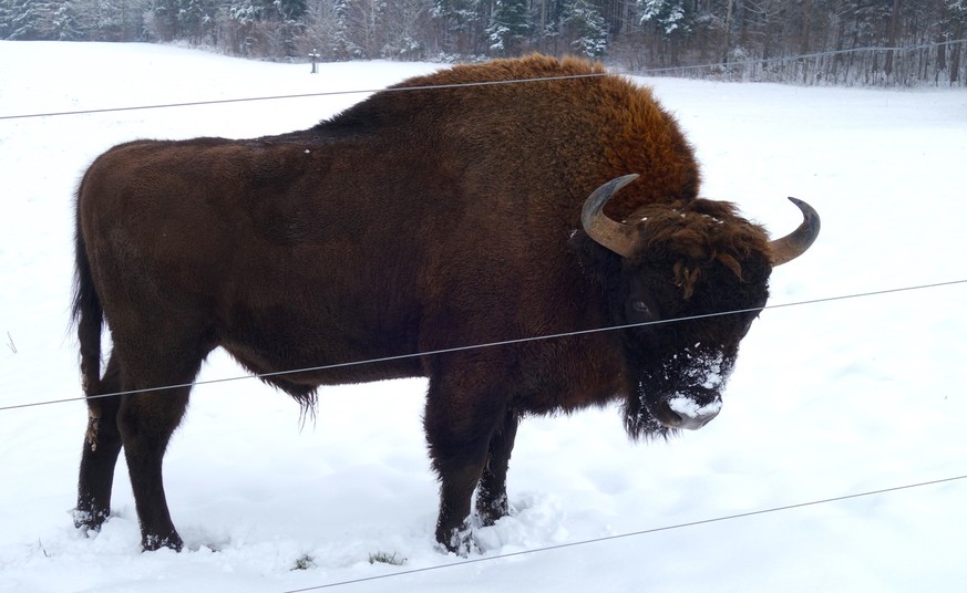 Wisente am 10. Januar 2023 vom Projekt Wisent Thal im Solothurner Jura