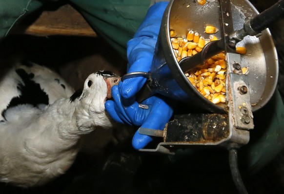 Foie gras producer Robin Arribit feeds a duck with corn in La Bastide Clairence, southwest France, Thursday, December 8, 2016. Despite a new outbreak of bird flu in France, foie gras producers are ...