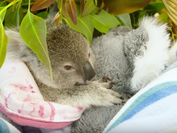 Koala Shayne mit Ersatzmutter-Plüschtier

https://www.youtube.com/watch?v=vE5CxO3Slds