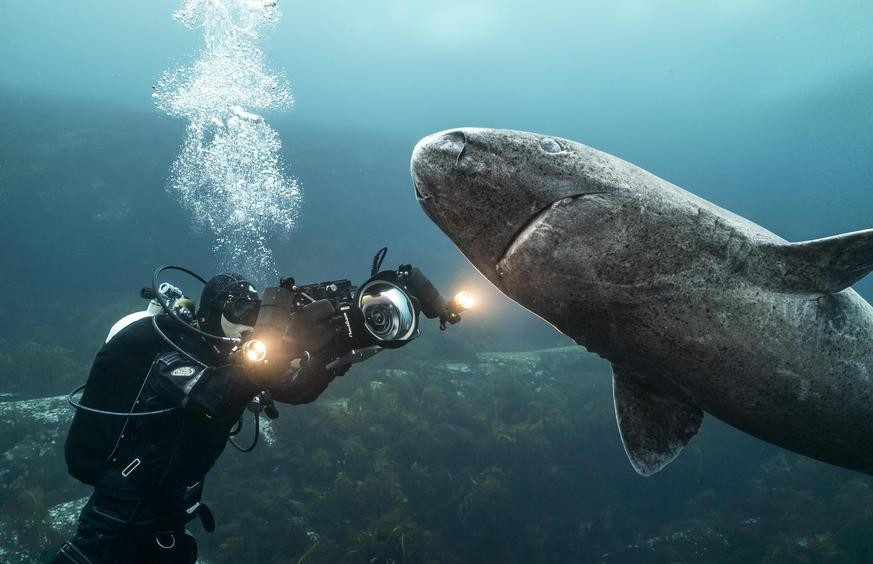 So nah wie Christina Karliczek Skoglund kommen nur sehr wenige den Haien im Eismeer.