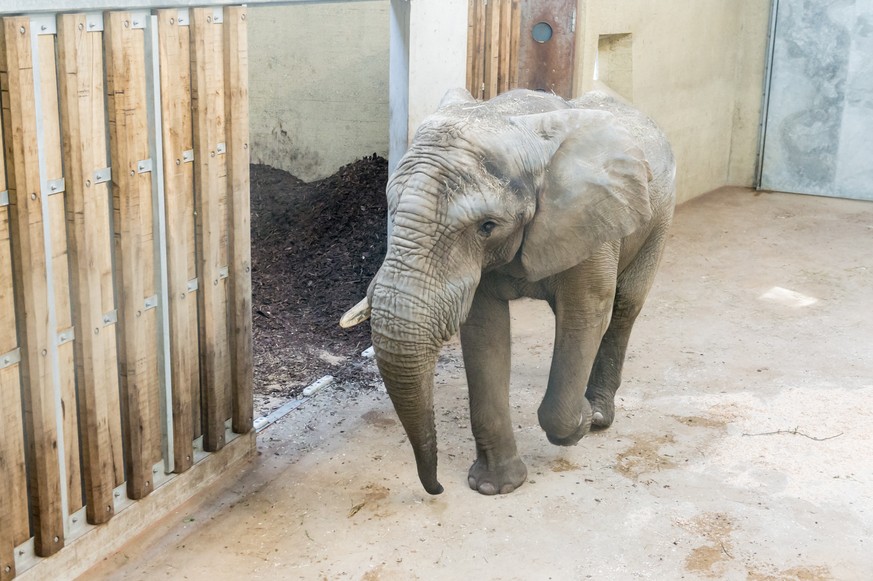 HANDOUT - Der neue Elefanten-Bulle Jack (24 Jahre alt) des Zoo Basel in der Elefantenanlage „Tembea&quot;, am Freitag, 12. Mai 2017. Nun wird der Bulle erst einmal seine private neue Anlage und spaete ...
