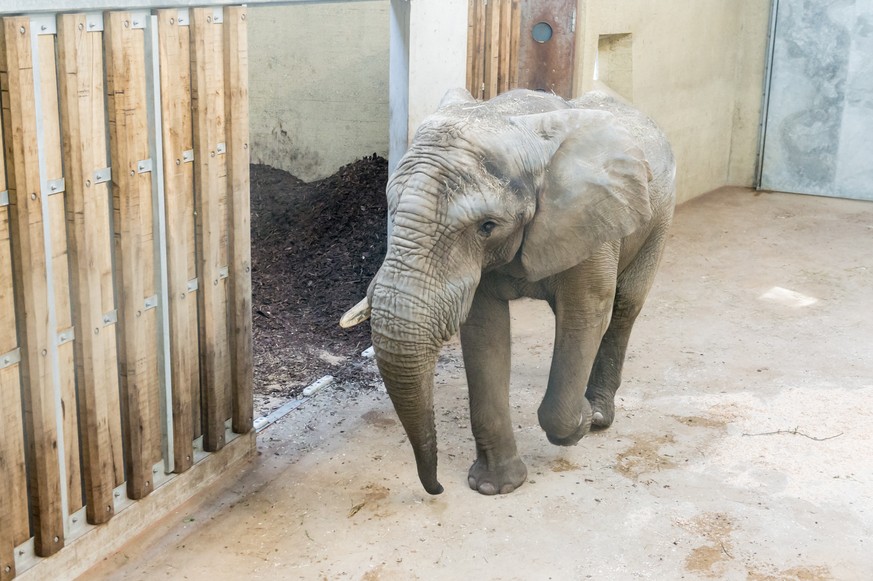 HANDOUT - Der neue Elefanten-Bulle Jack (24 Jahre alt) des Zoo Basel in der Elefantenanlage „Tembea&quot;, am Freitag, 12. Mai 2017. Nun wird der Bulle erst einmal seine private neue Anlage und spaete ...