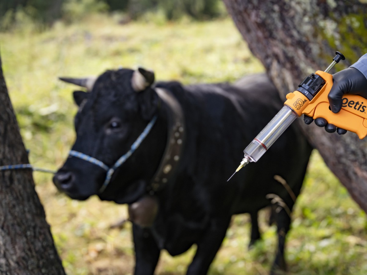La dermatose nodulaire contagieuse provoque des drames chez les agriculteurs.