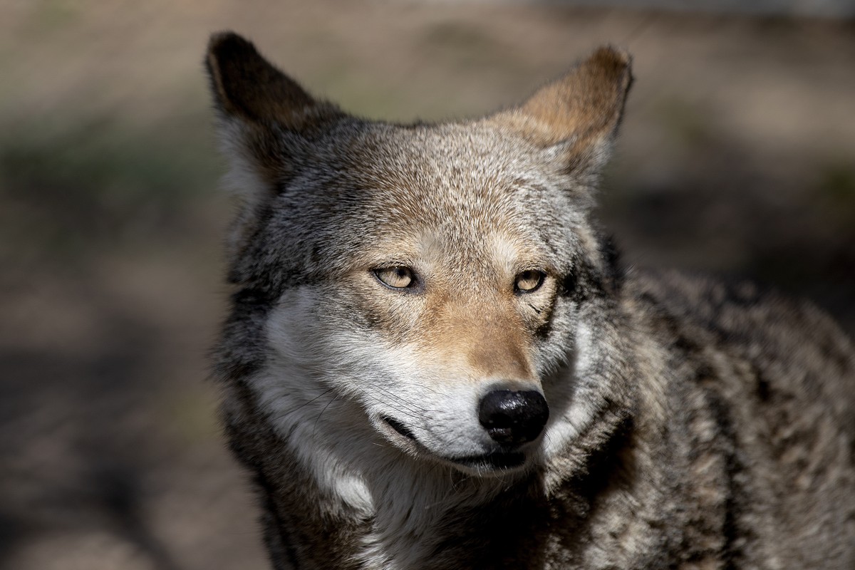 Brave, a 7-year-old mother red wolf, walks through her enclosure at Roger Williams Park Zoo in Providence, R.I., Friday, March 31, 2023. The captive red wolf population stands at around 270. Once clas ...