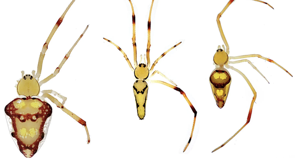 Diese Krabbeltiere haben berühmte Namenspaten: Die Spinnen Spintharus Barackobamai, Spintharus Davidbowiei und Spintharus Davidattenboroughi (v. l.).