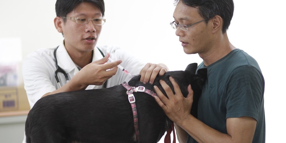 Ein Hundebesitzer lässt sein Tier gegen Tollwut impfen. Viele Hunde und Katzen aus der Ukraine haben aber keine Tollwutimpfung.