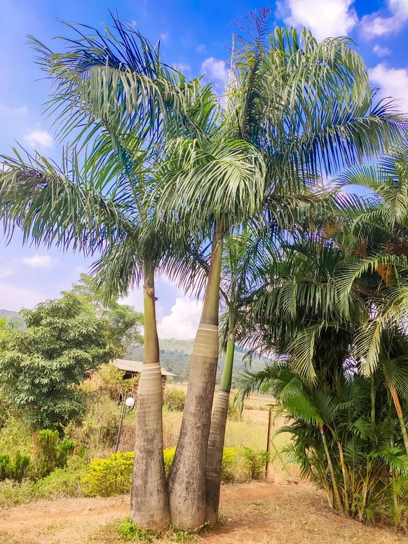 Areca-Palmen kommen aus Madagaskar. Und werden dort riesig.