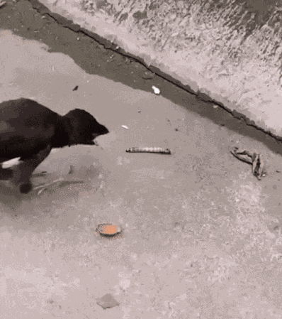 Animiertes GIF