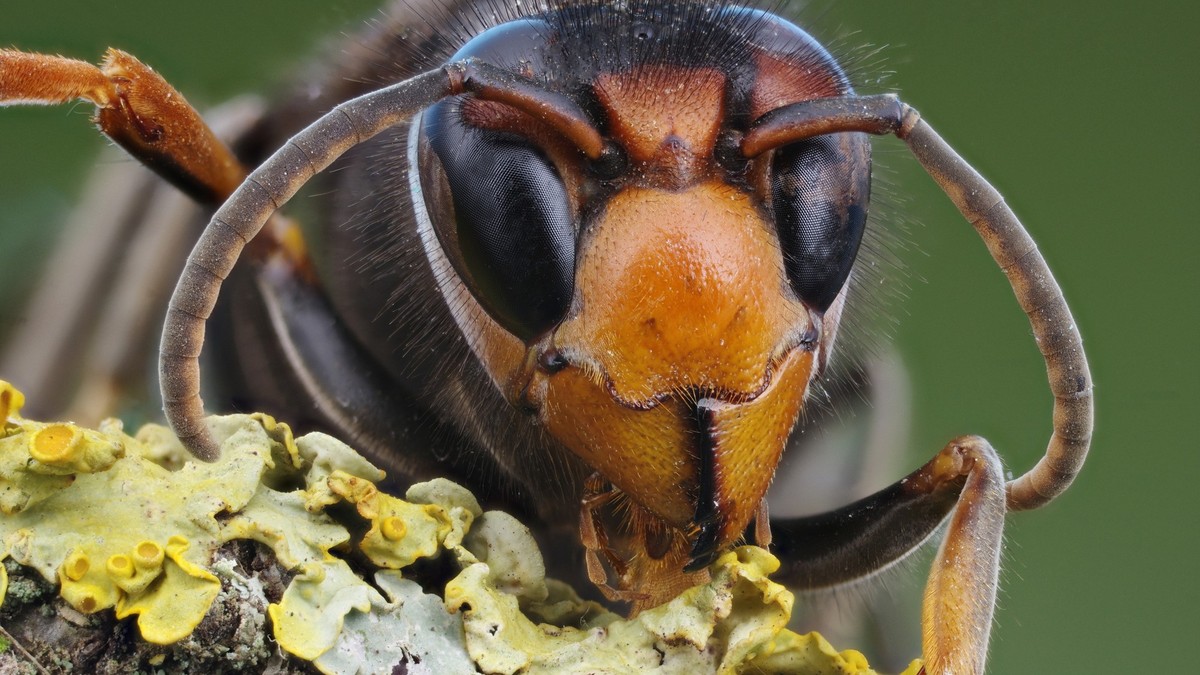 Insekten-Invasion-Bienen-sind-f-r-die-Asiatische-Hornisse-Fast-Food-