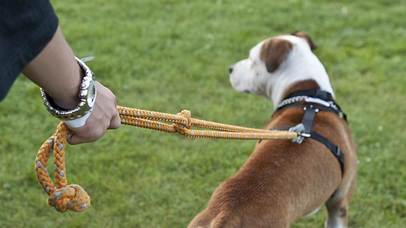 Angriff trotz Leine: In Bayern hat ein Badegast einen Hund offenbar in Notwehr in einem See ertränkt. (Symbolbild)