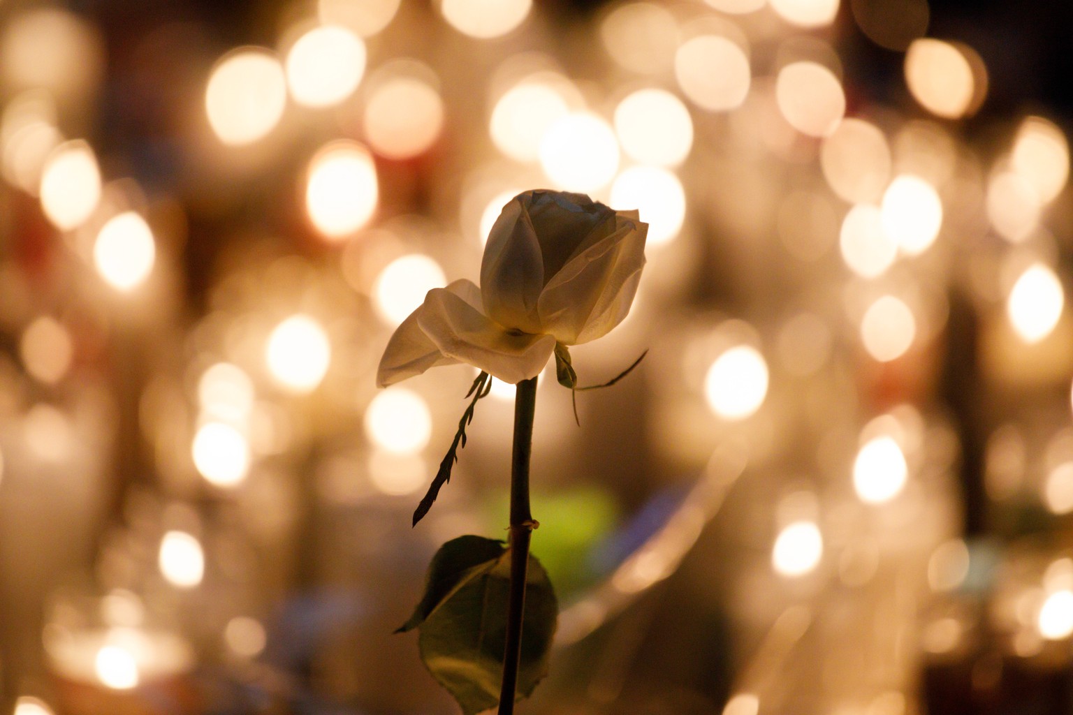 epa06241095 A single white rose is illuminated by dozens of candles at a makeshift memorial on the Las Vegas Strip for the victims of a mass shooting in Las Vegas, Nevada, USA, 02 October 2017. The ma ...