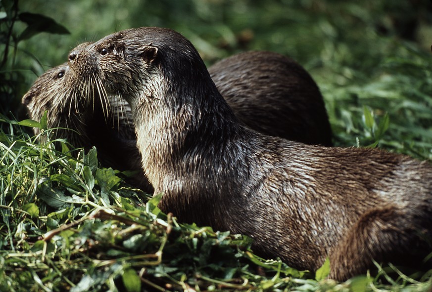 River otter (Lutra) (Quelle: WWF)