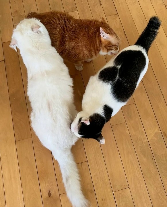 cute news tier katze

https://www.reddit.com/r/CatsBeingCats/comments/1irwqhi/why_did_he_spend_the_whole_day_sniffing_their/