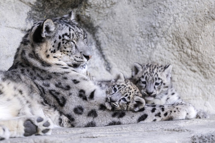 Die drei Schneeleoparden-Jungtiere im Zoo Zuerich, aufgenommen am Donnerstag, 10. Juli 2025 in Zuerich. (KEYSTONE/Ennio Leanza)