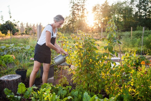Mature woman watering plants in garden at sunset Fort Langley, Langley Township, British Columbia, Canada CR_JDIP260630-2071770-01 ,model released, Symbolfoto
