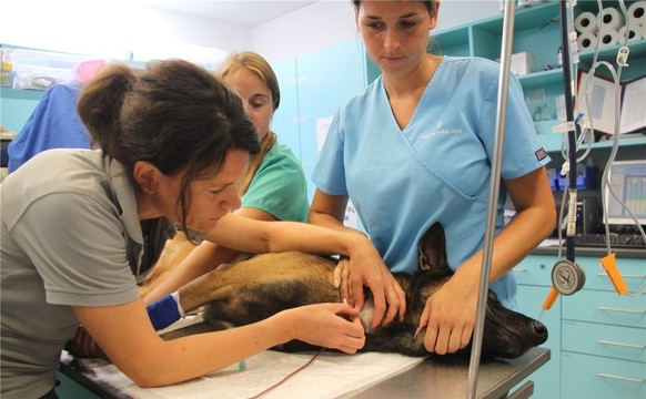 Tierische Spende: Tierärztin Flurina Salis zäpft Schäferhund Boomer &nbsp;knapp 450 Milliliter Blut ab.