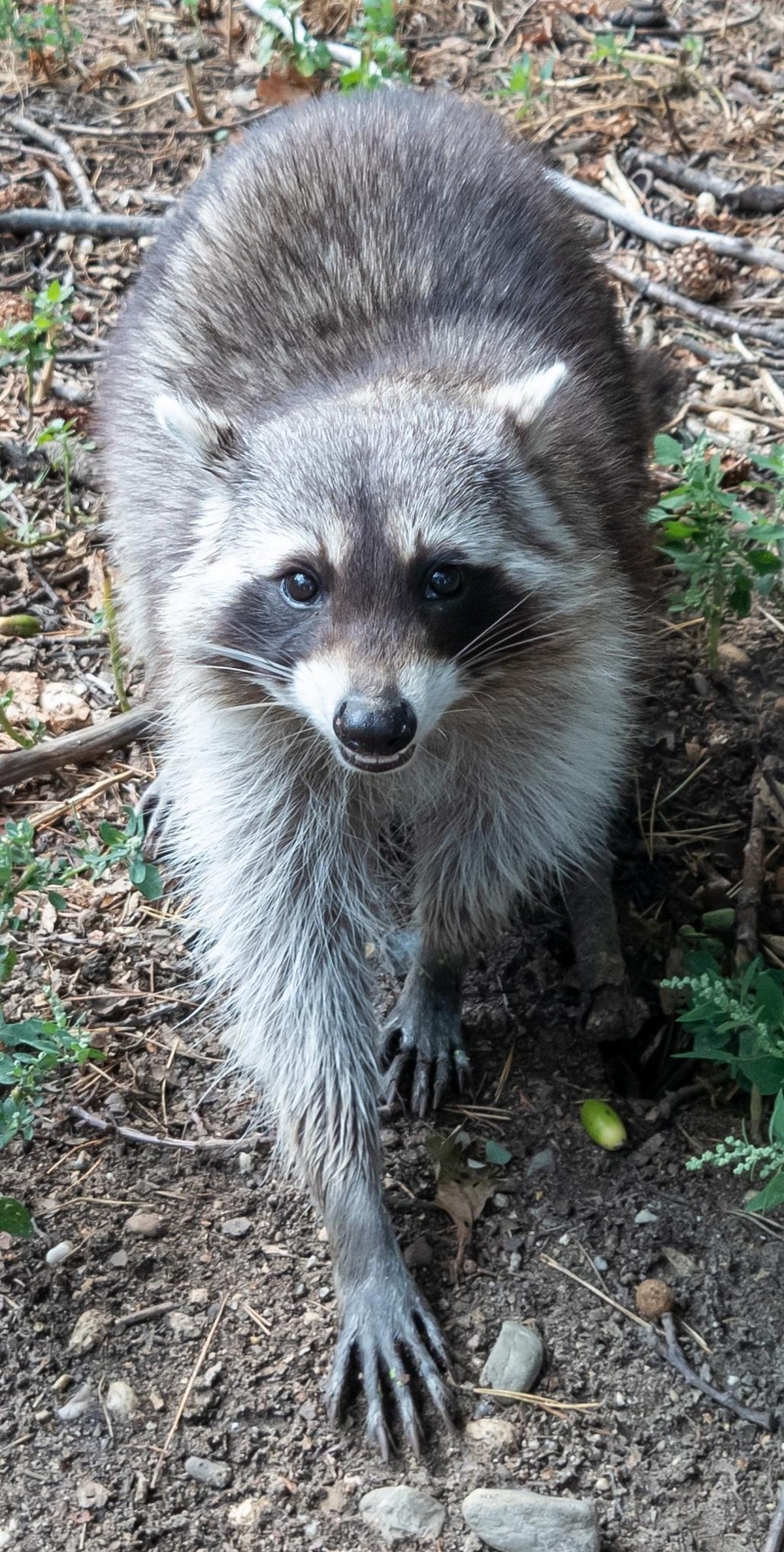cute news animal tier trashpanda waschbär

https://imgur.com/t/animals/4DVIieI