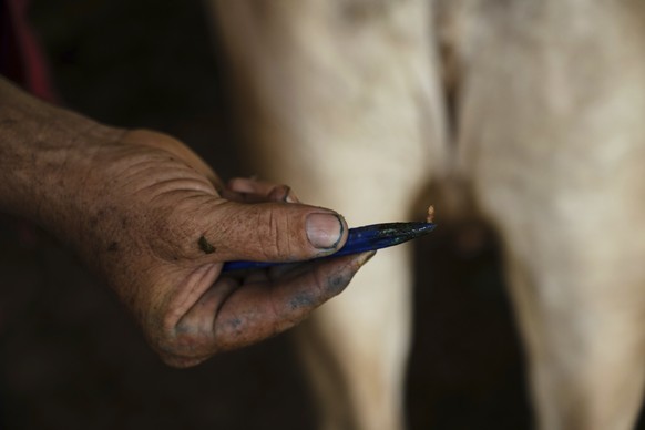 Alfredo Chavez, a cattle rancher and livestock technician, shows New World screwworm larvae removed from a cow at his ranch in Cintalapa, Chiapas, Mexico, Wednesday, July 23, 2025, amid an infestation ...
