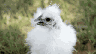 Animiertes GIF