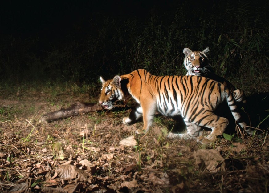 epa05875208 An undated handout photo made available by DNP-Freeland on 28 March 2017 shows two young tiger cubs are photographed by a camera trap set by Thailand&#039;s Department of National Parks (D ...