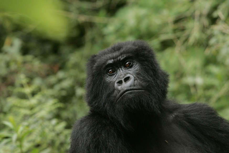 FILE - In this Nov. 30, 2007 file photo, a gorilla looks on at Volcanoes National Park in Ruhengeri, Rwanda. The eastern gorilla has been listed as critically endangered, making four of the six great  ...