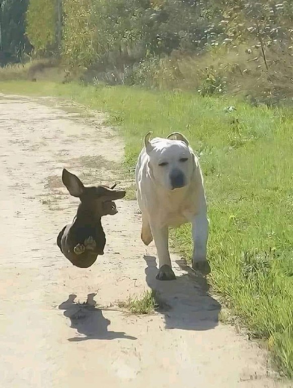 Two dogs run through the air.  https://imgur.com/t/aww/mo28ayQ